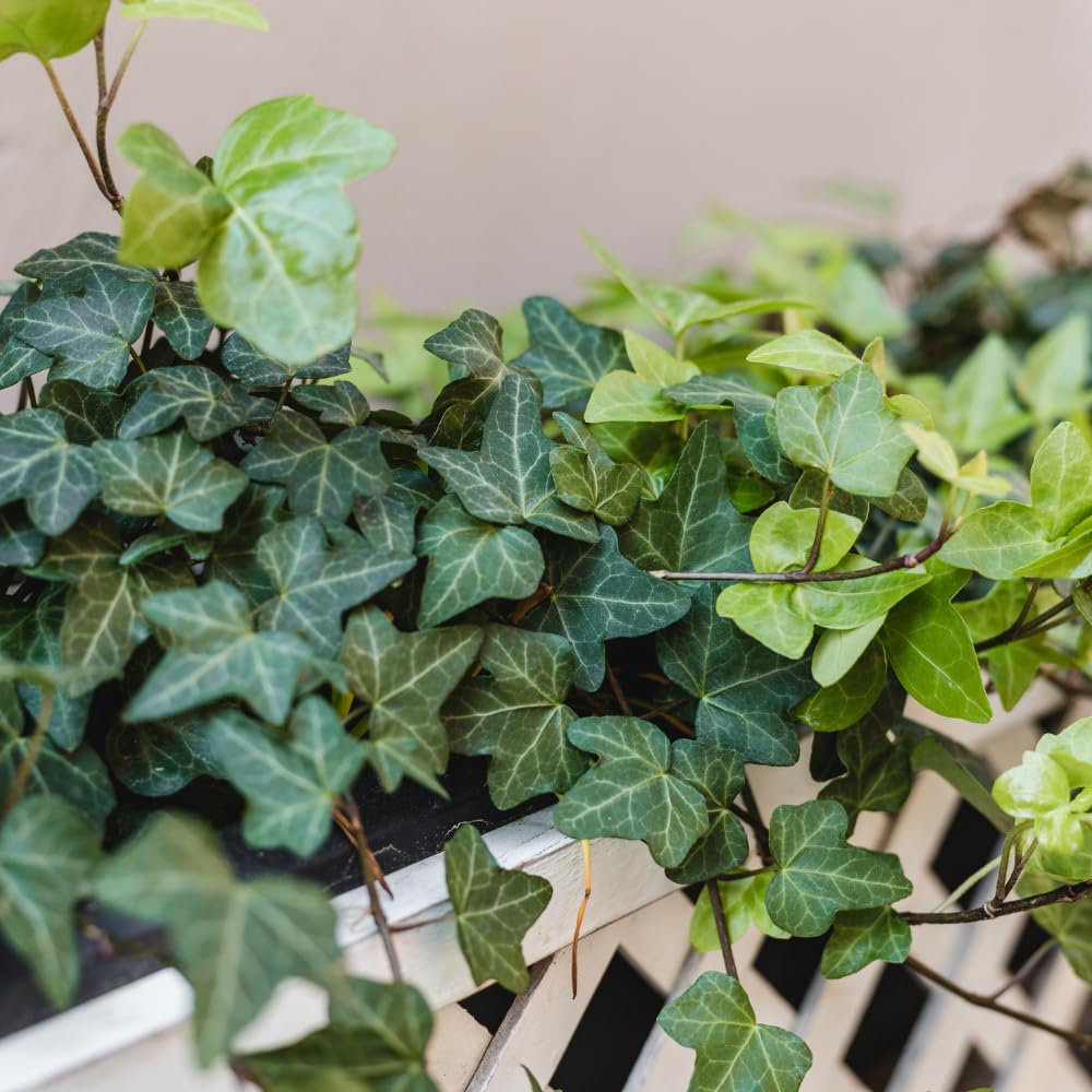 Amazon.com : English Ivy Live Plant, Perennial English Ivy Vine